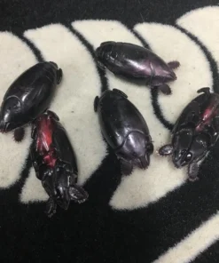 Yummee Lure Co. FISHING TACKLE Yummee Sand Flea