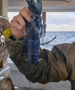 Sevaen I5506 Tear-Resistant Zippered Jacket